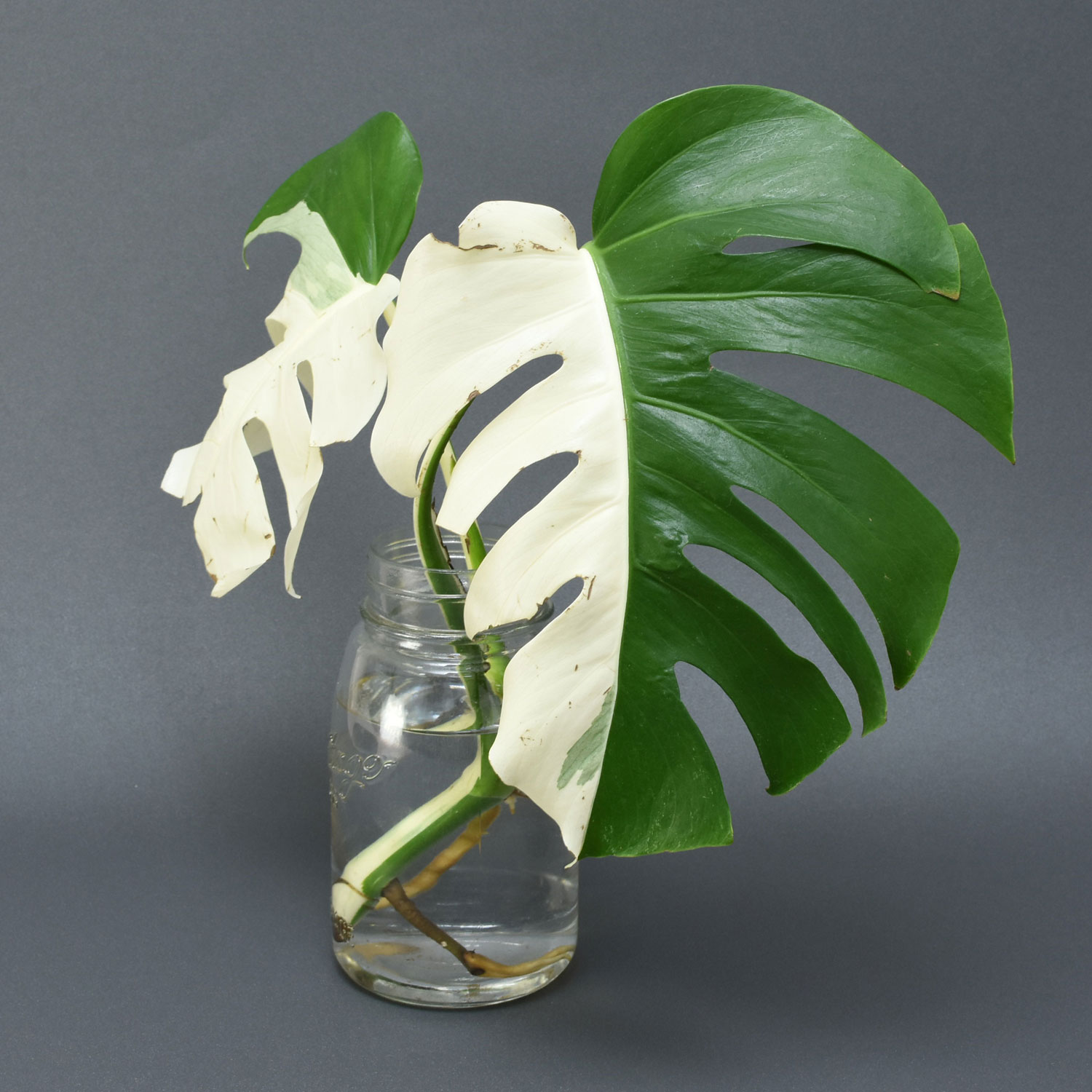 Variegated Monstera Albo Borsigiana Cutting 001 - KOMOREBI PLANT STORE