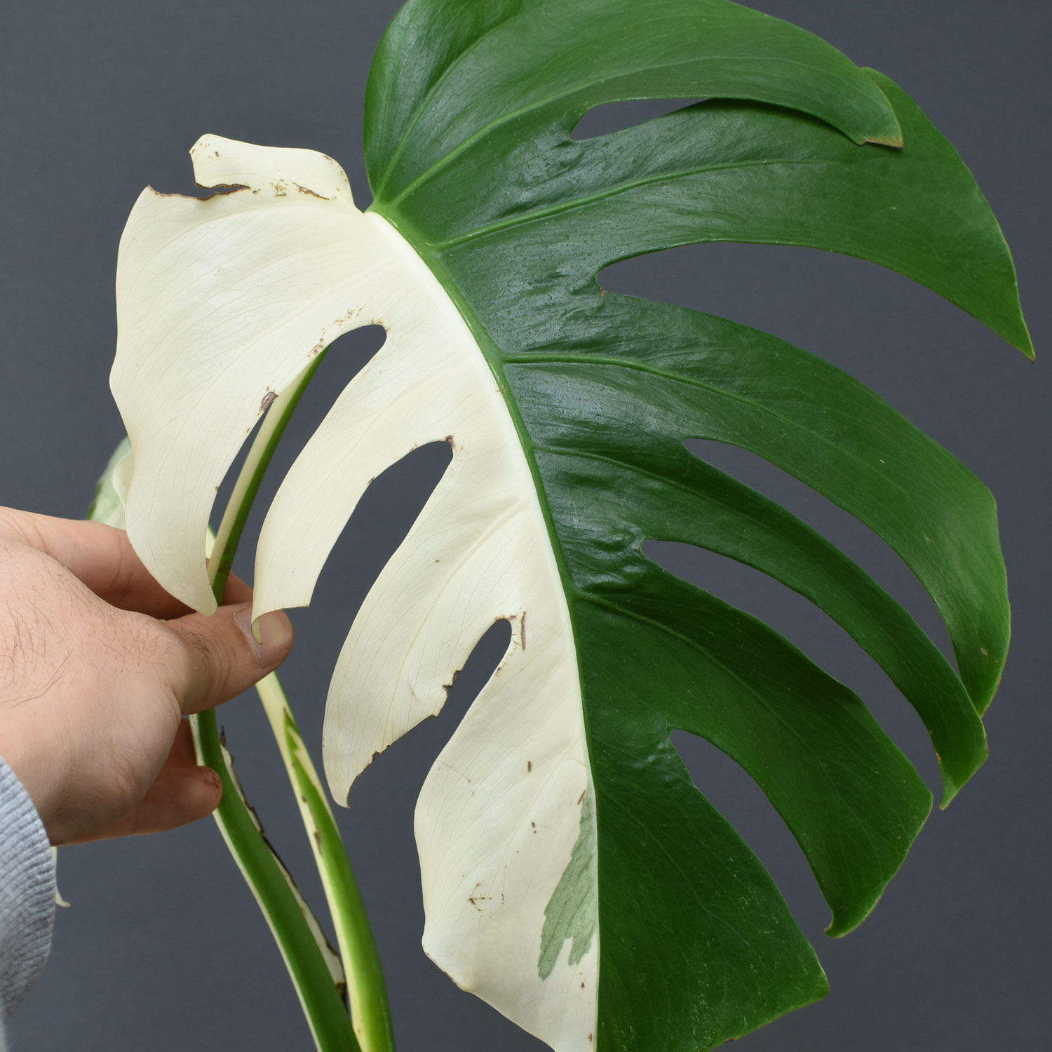 monstera-albo-borsigiana-for-sale