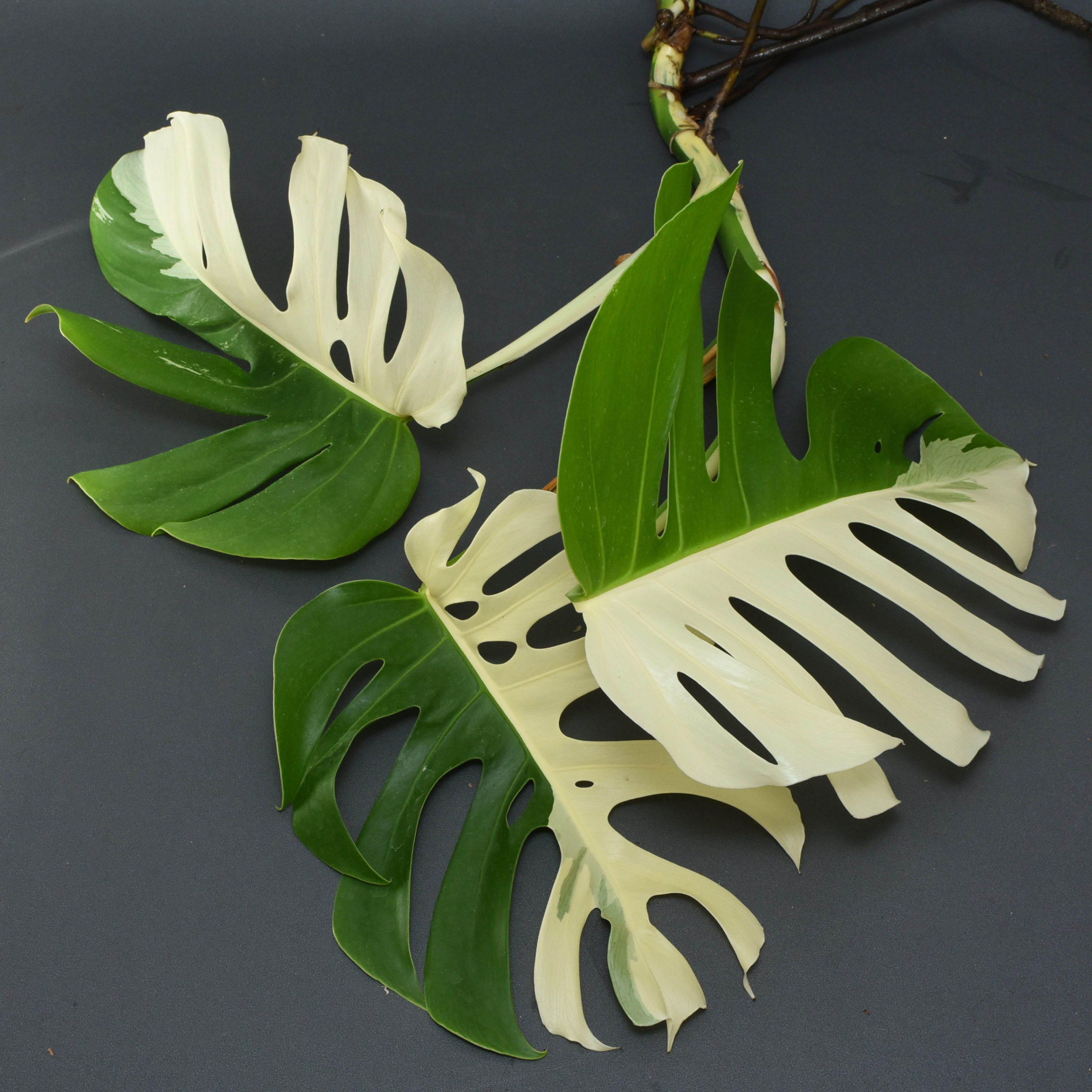 Variegated Half Moon Monstera Albo Borsigiana Cutting 002