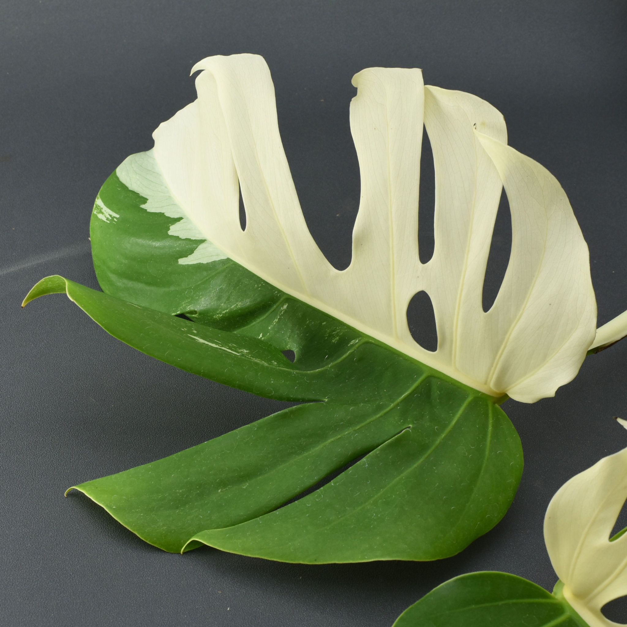 Variegated Half Moon Monstera Albo Borsigiana Cutting 002 KOMOREBI PLANT STORE