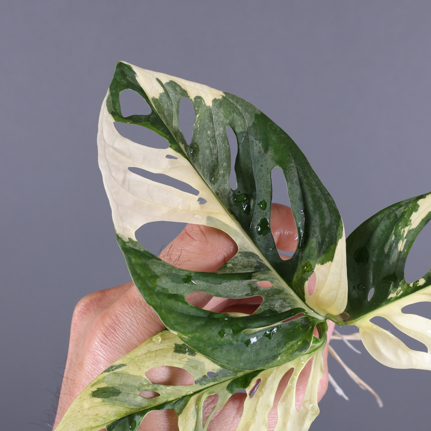 Variegated Monstera Adansonii Japanese Tricolor US ONLY 20210415A 